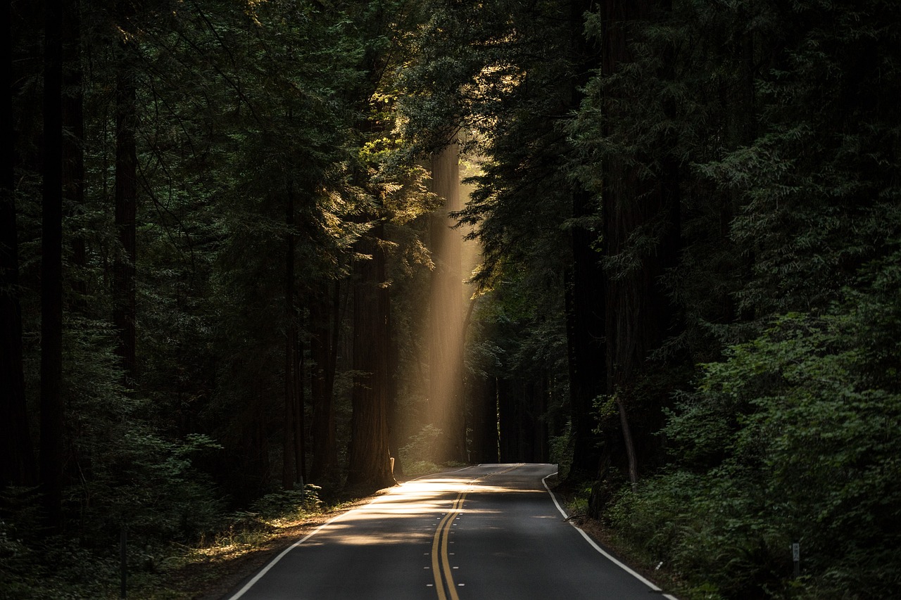 conifers, sunlight, road-1850227.jpg